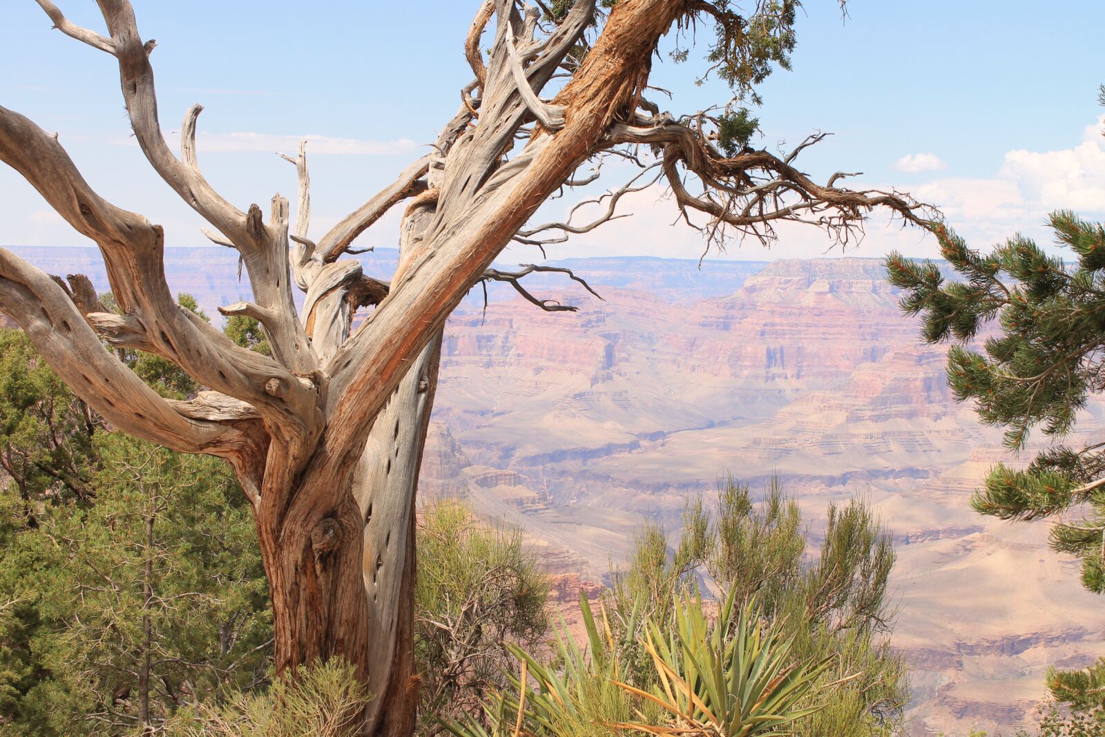 Canon EOS 1100D (EOS Rebel T3 / EOS Kiss X50) sample photo. Large canyon, tree, desert photography