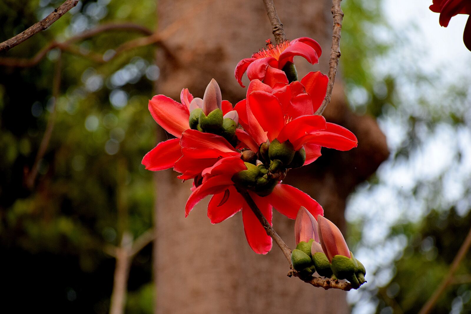 Nikon D3300 sample photo. Nature, flower, flora photography