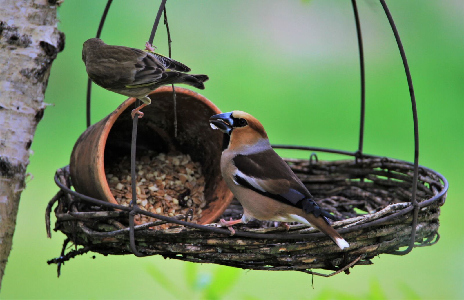 Tamron SP 150-600mm F5-6.3 Di VC USD sample photo. Greenfinch, core beisser, bird photography