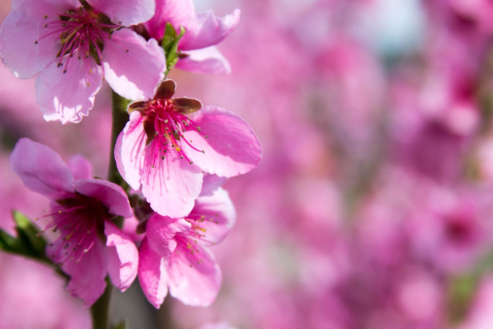 Canon EOS 60D sample photo. Peach blossom, spring, pink photography