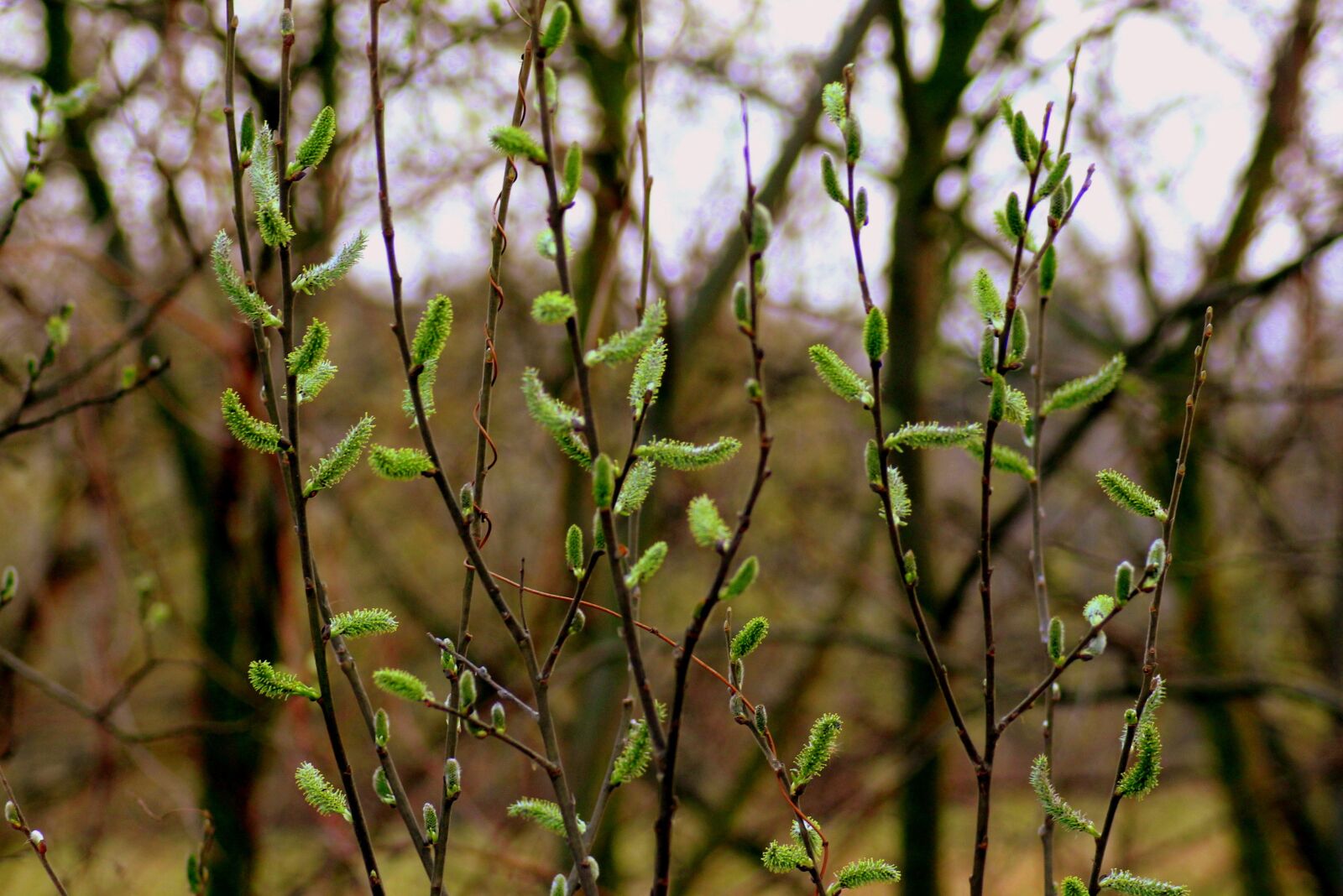 Canon EOS 1200D (EOS Rebel T5 / EOS Kiss X70 / EOS Hi) sample photo. Willow, the basis of photography