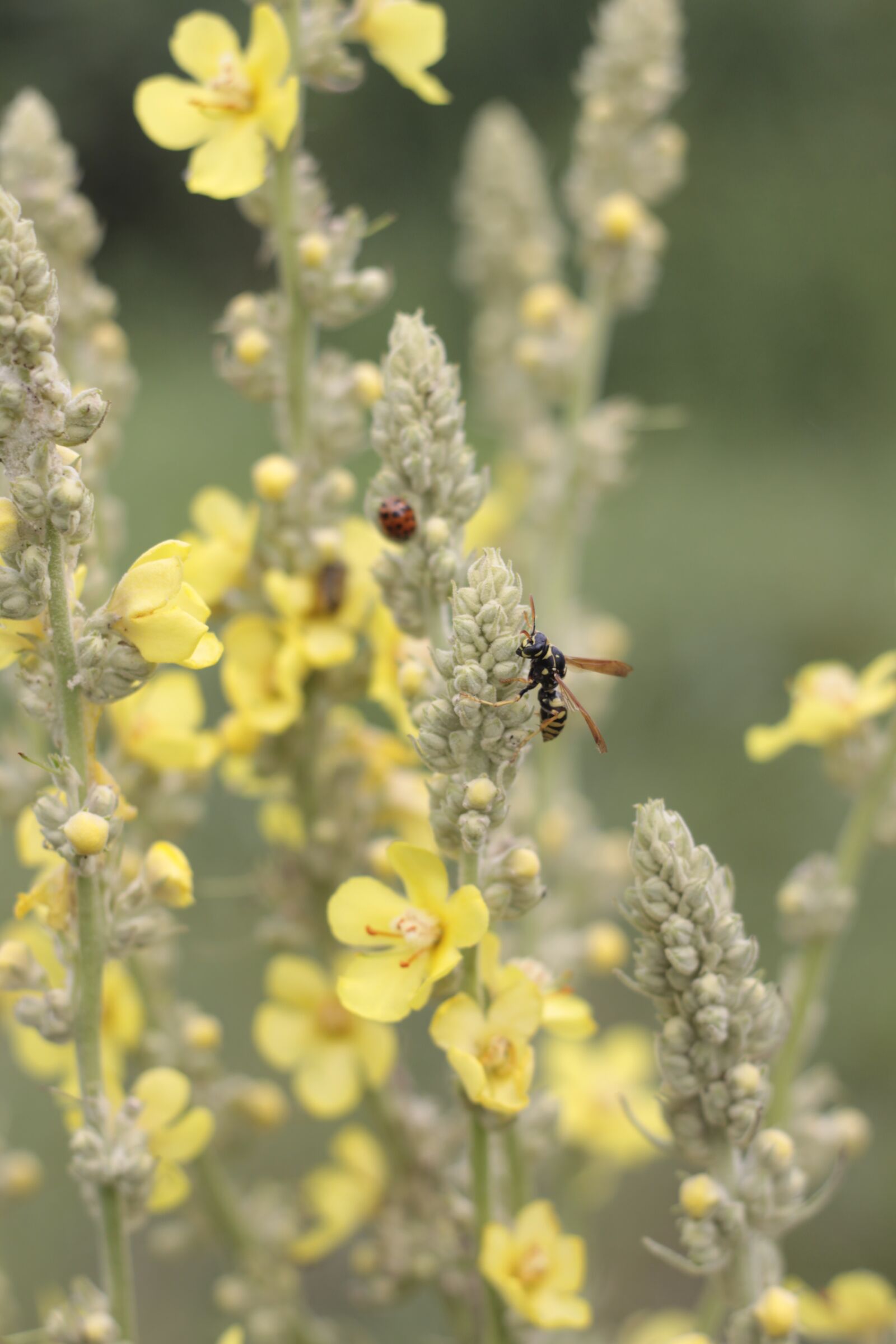 Canon EOS 50D sample photo. Flowers, wasp, summer photography