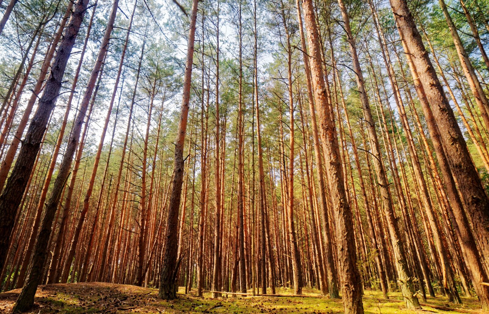 Nikon D5100 sample photo. Landscape, nature, forest photography