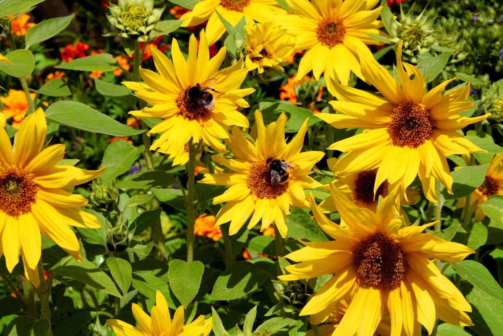 Canon EOS 450D (EOS Rebel XSi / EOS Kiss X2) sample photo. Sunflower, bumblebees, summer photography