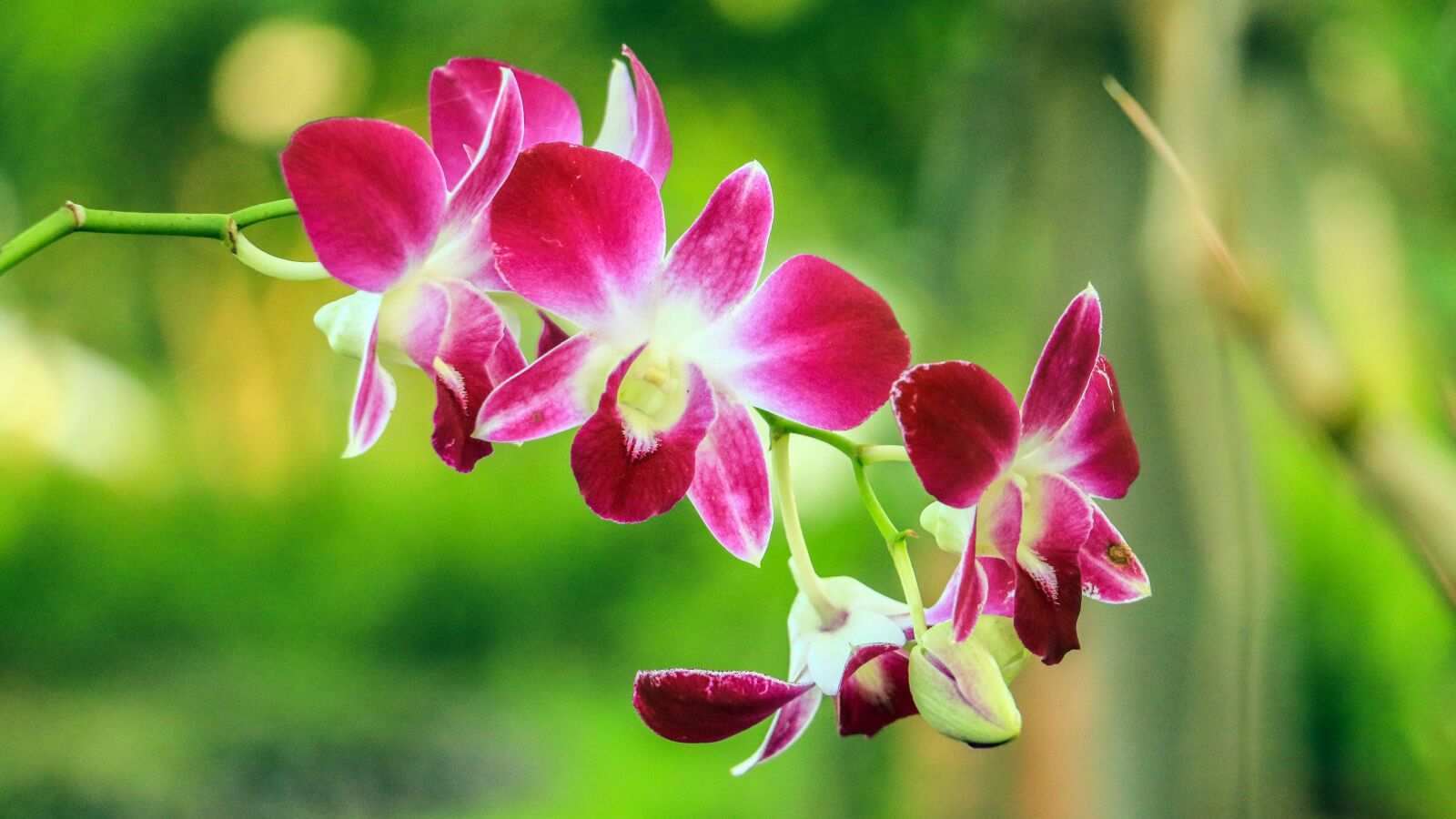 Canon EOS 70D sample photo. Orchid, flowers, pink photography