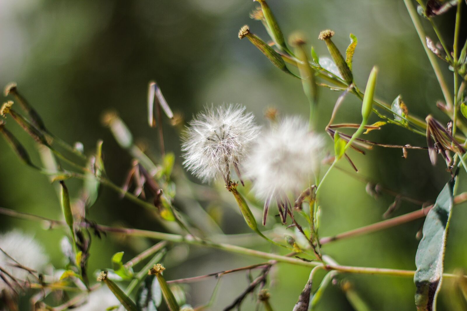 Canon EOS 60D + Canon EF 50mm F1.4 USM sample photo. Plant, dandelion, nature photography