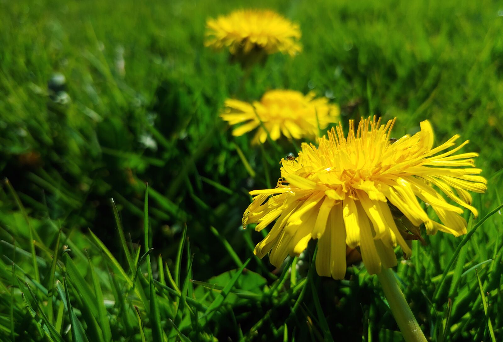 LG G7 THINQ sample photo. Flower, yellow, meadow photography