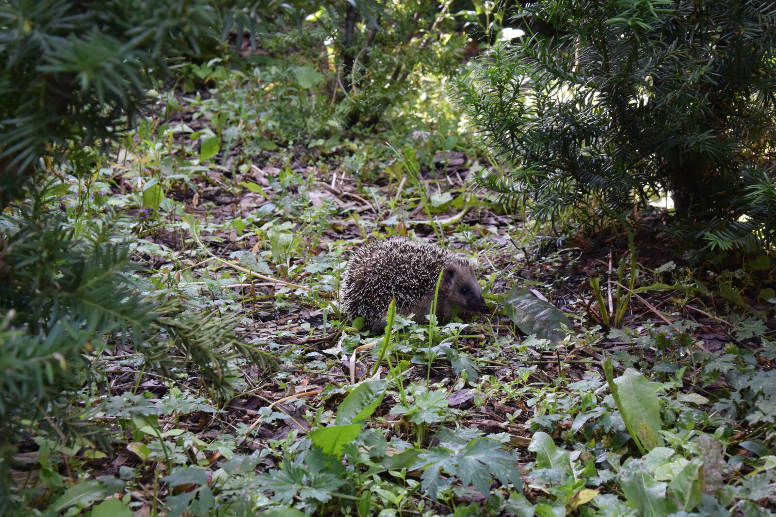 Nikon 1 Nikkor VR 10-30mm F3.5-5.6 PD-Zoom sample photo. A rare visitor photography