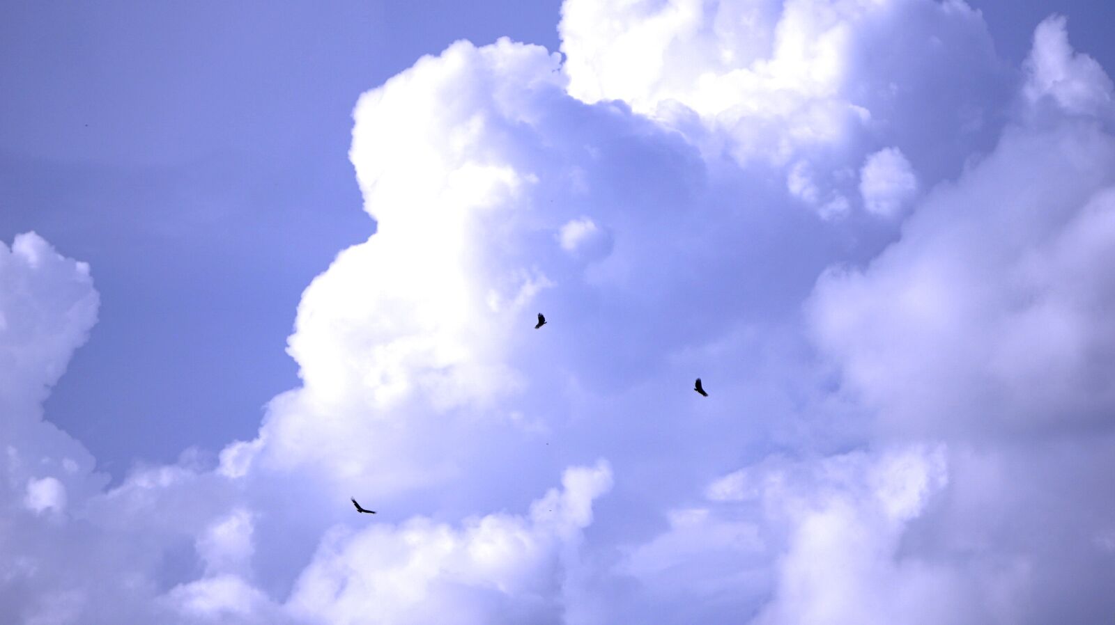 Sony a6000 sample photo. Birds flying, sky, flying photography