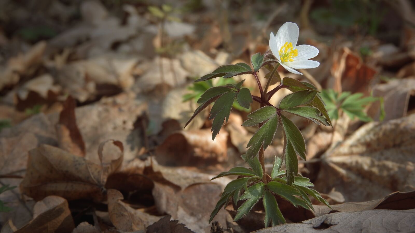Nikon Coolpix P610 sample photo. Anemone nemorosa, anemone, white photography