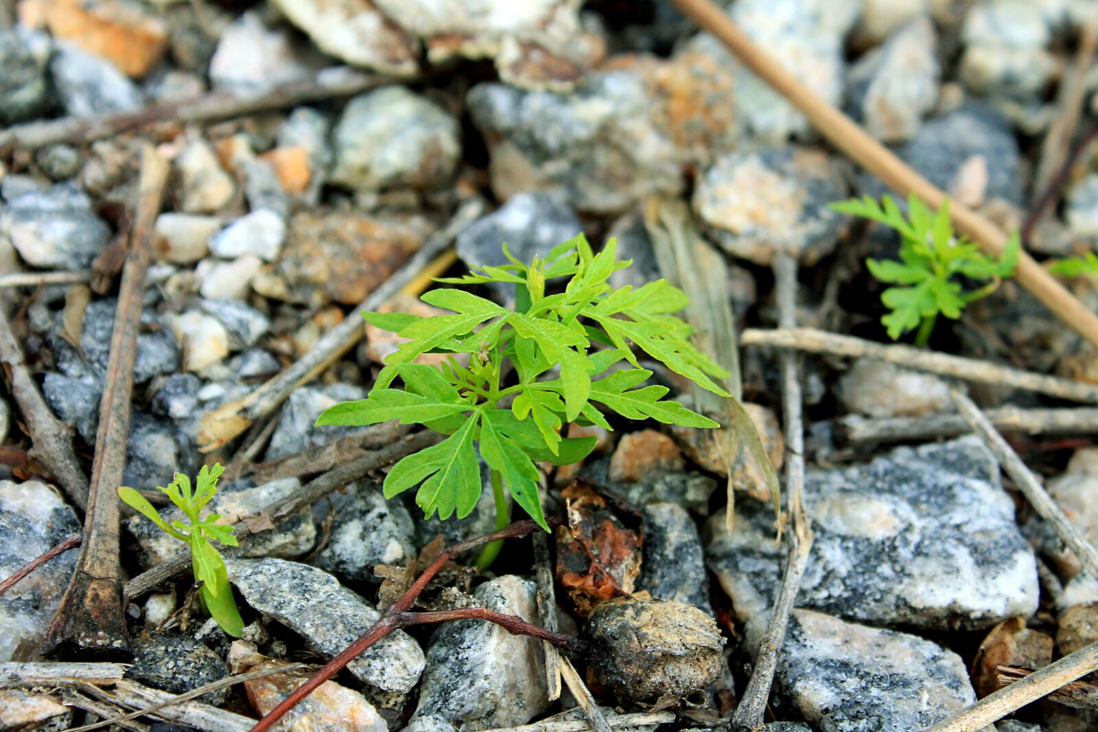 Canon EOS 1100D (EOS Rebel T3 / EOS Kiss X50) sample photo. Plant, branch, leaf photography