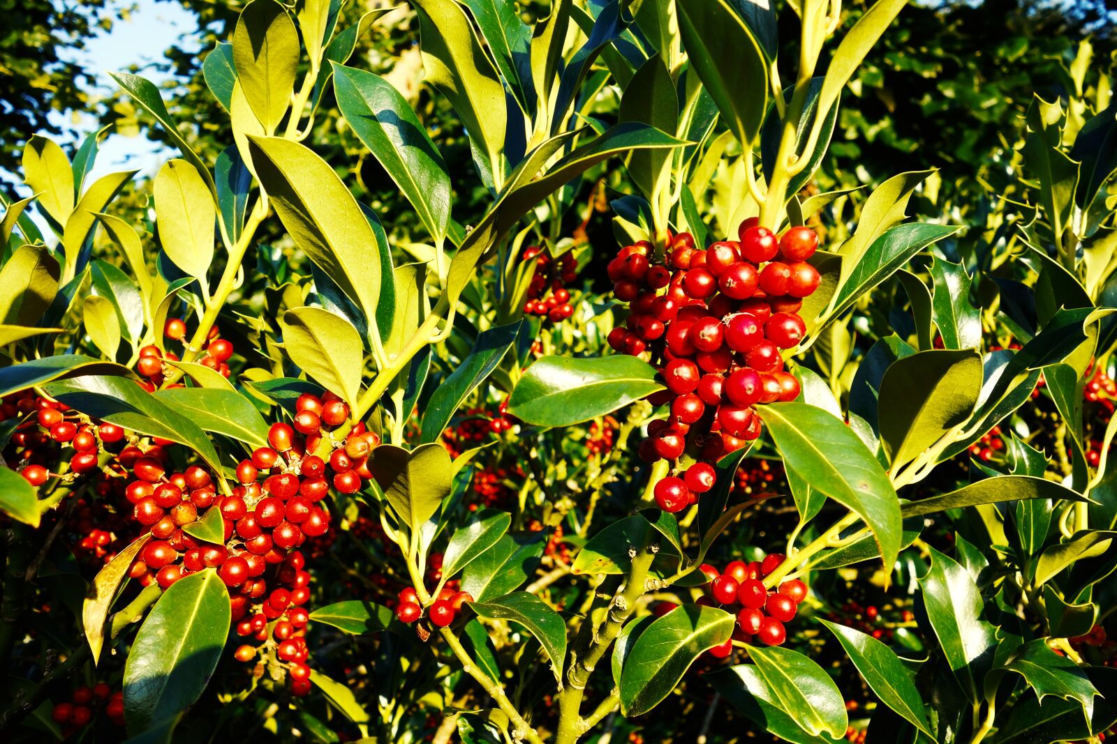 Sony Cyber-shot DSC-RX100 sample photo. Berry, fruit, food photography