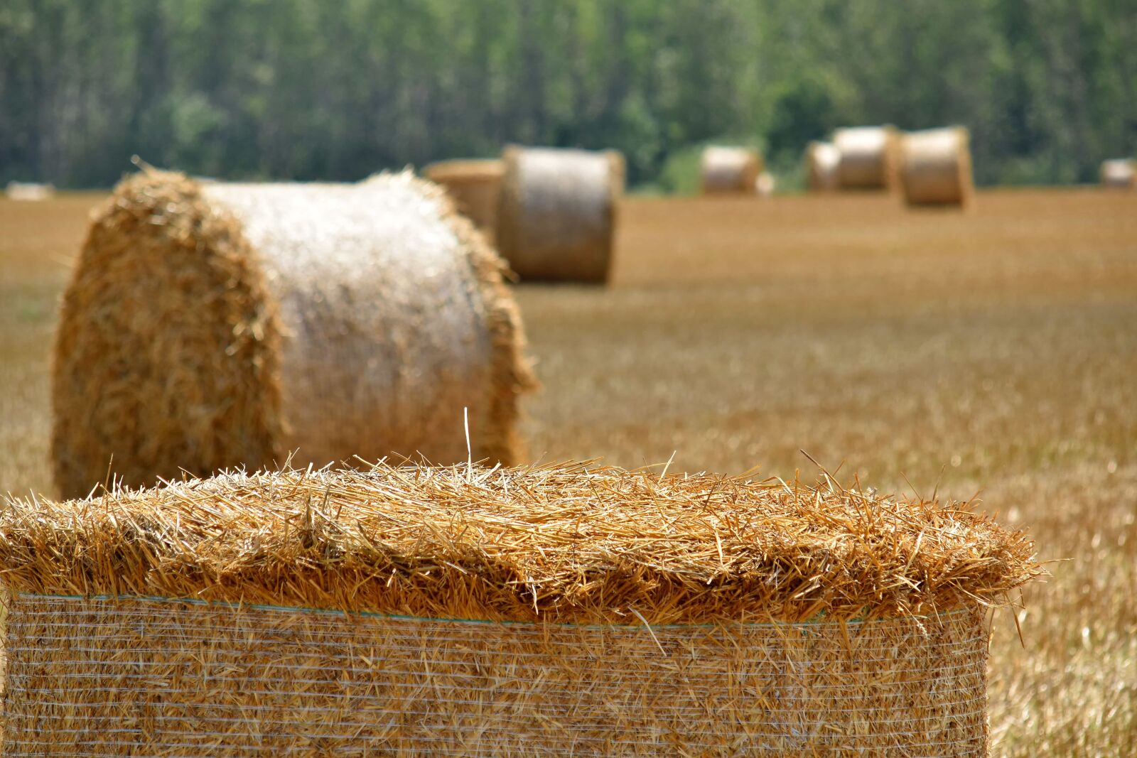 Nikon D5500 sample photo. Agriculture, bale, barley, countryside photography