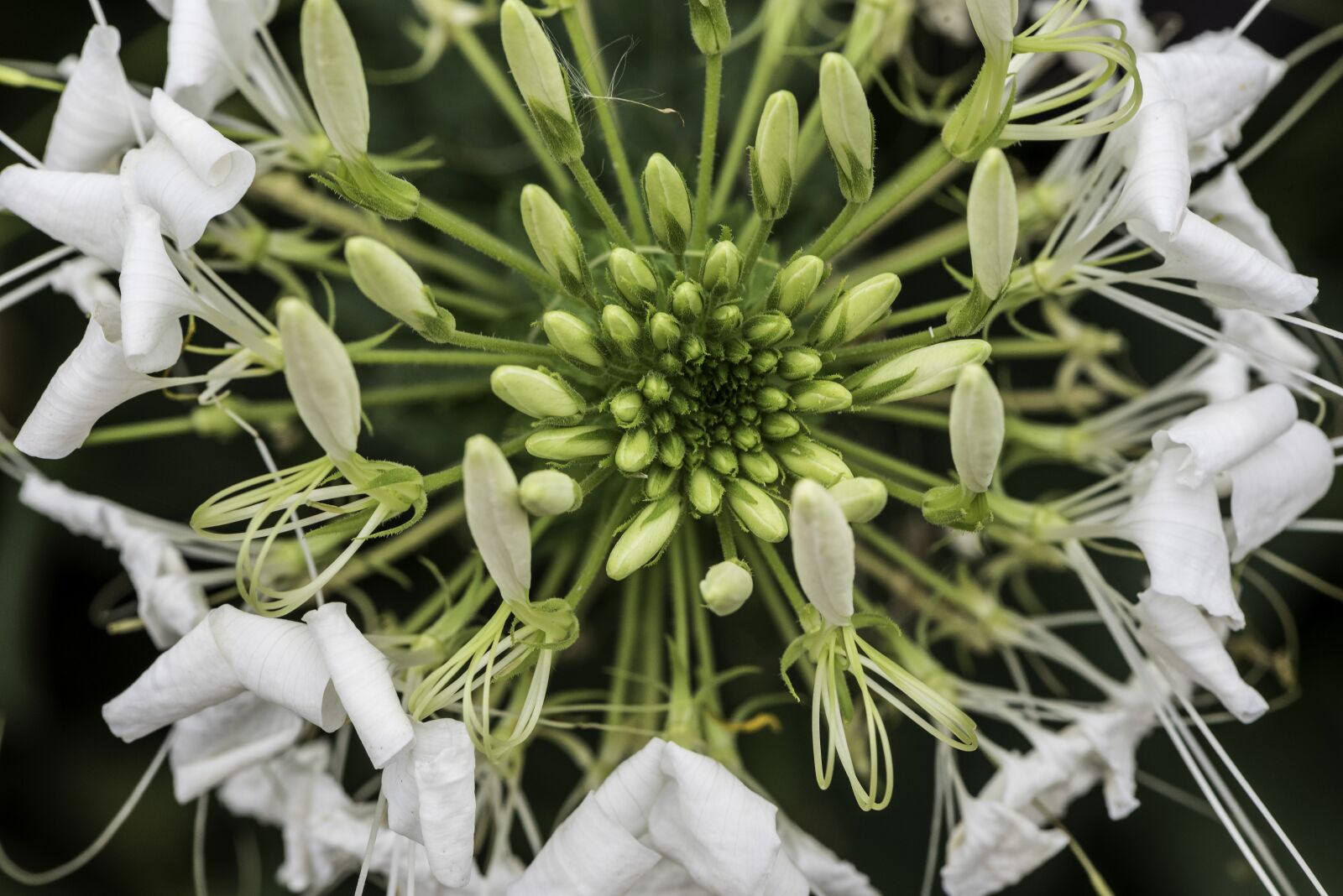 Nikon D750 sample photo. Seeds, flower, pollen photography