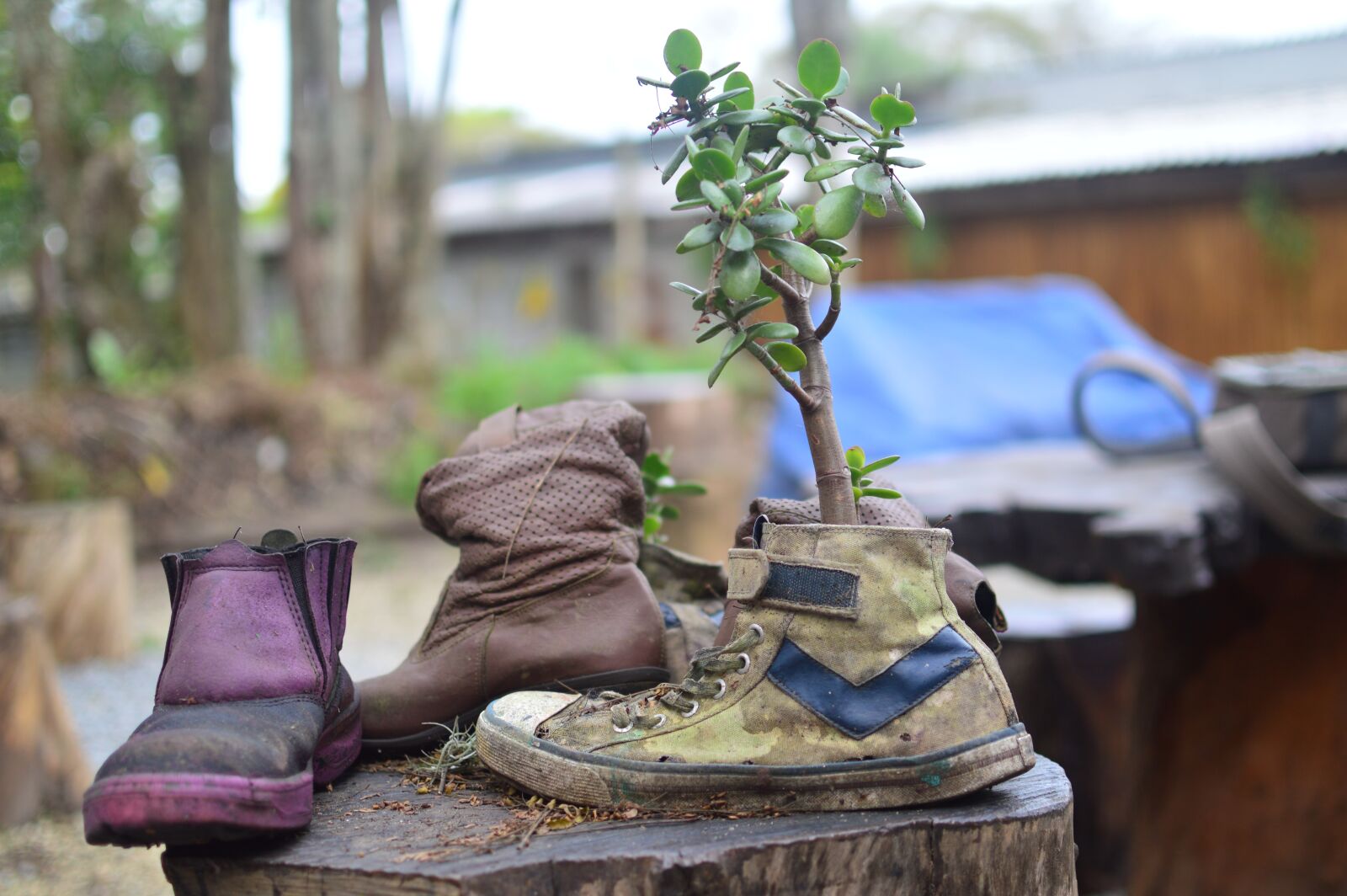 Nikon D3200 sample photo. Plants, shoes, nature photography