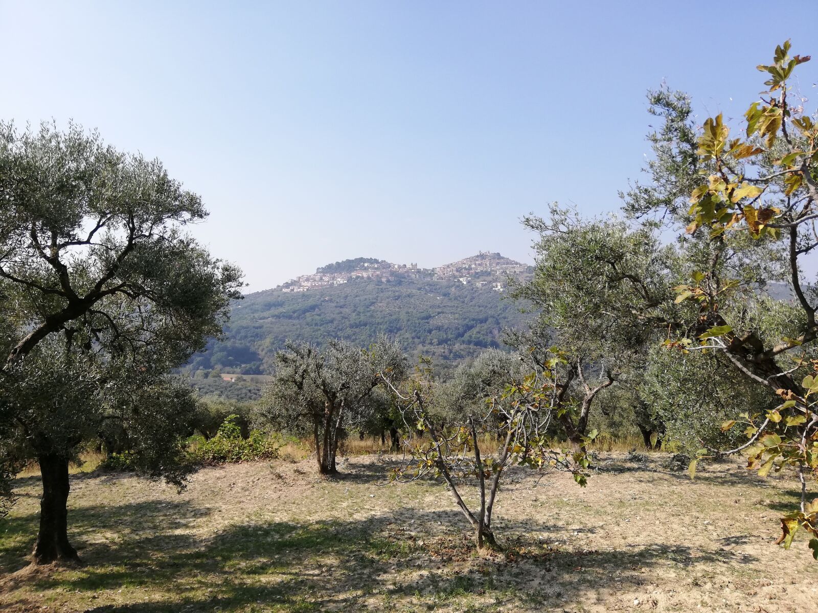 HUAWEI P20 lite sample photo. Landscape, campaign, olive photography