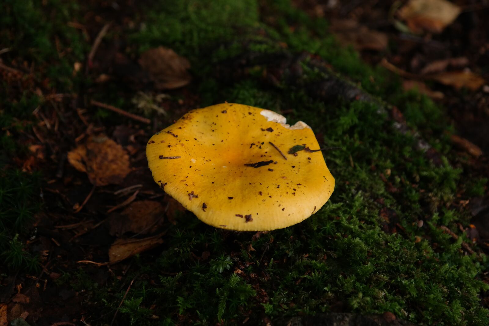 Samsung NX300 sample photo. Mushroom, yellow, forest photography
