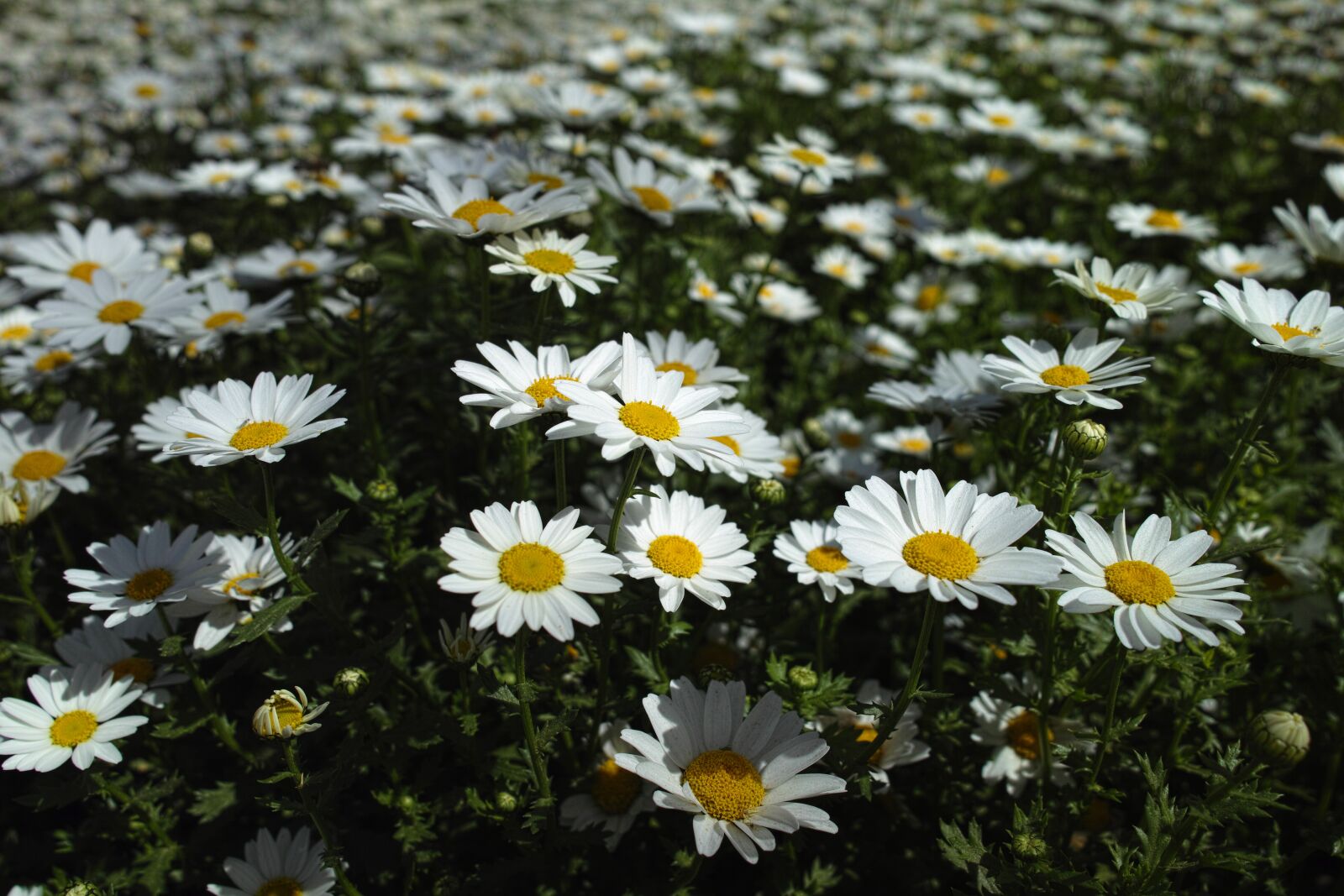 Sigma DP1 Merrill sample photo. Flower, daisy, nature photography