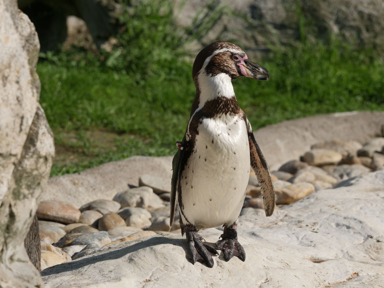 Panasonic Lumix DC-GH5 sample photo. Penguin, penguins, humboldt penguin photography