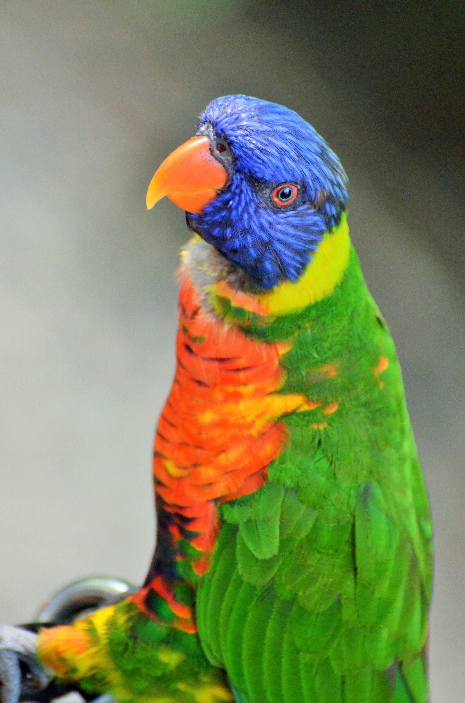 Nikon D5100 sample photo. Parakeet corrugated, bird, colors photography