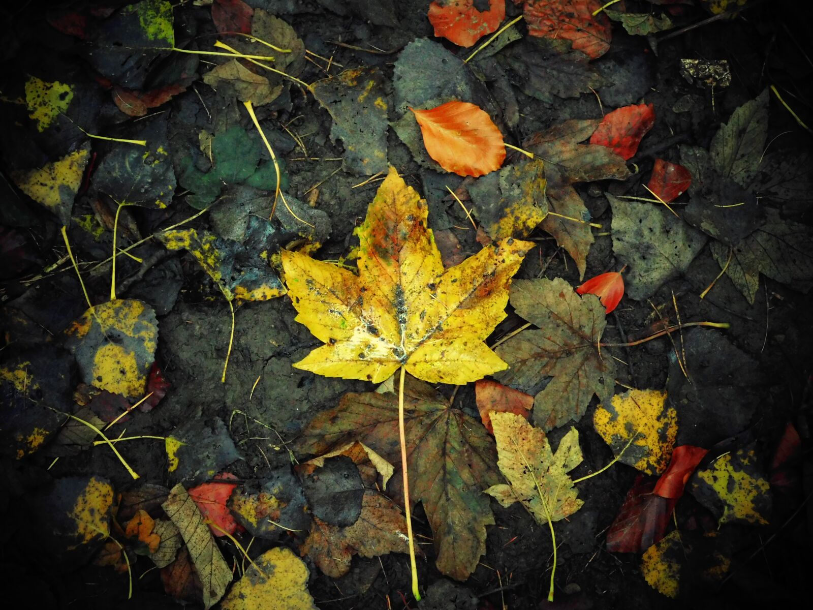 Nikon Coolpix L840 sample photo. Leaf, autumn, winter photography