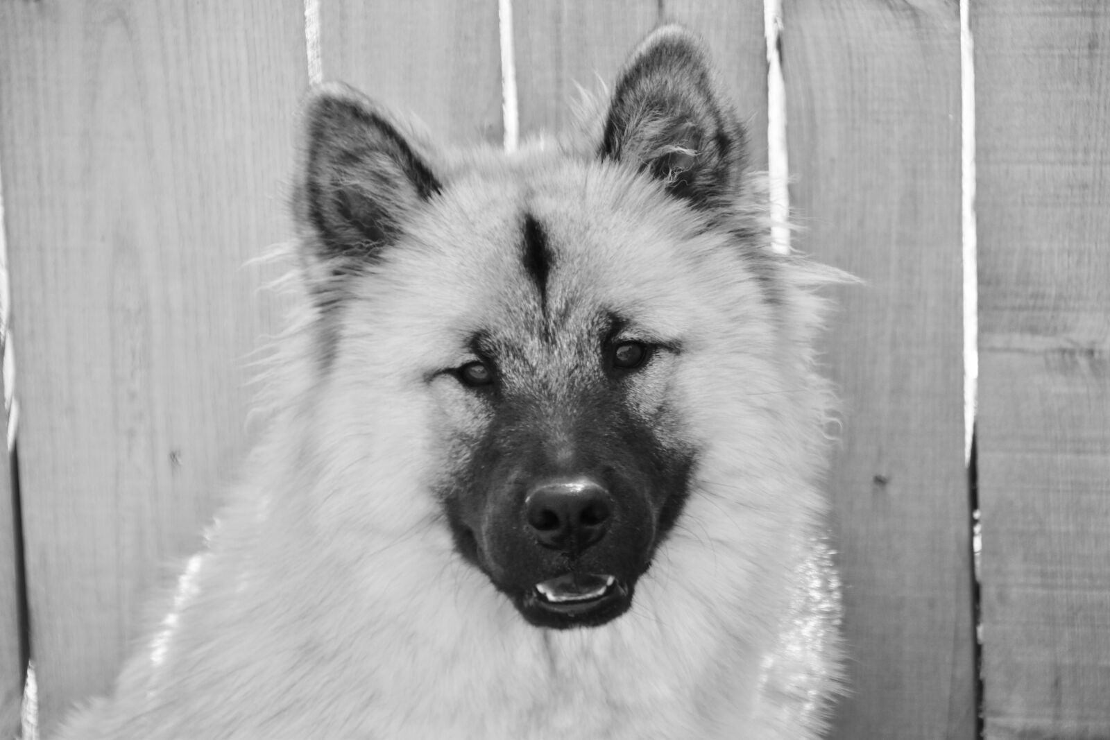 Nikon D5600 sample photo. Dog, dog eurasier, portrait photography