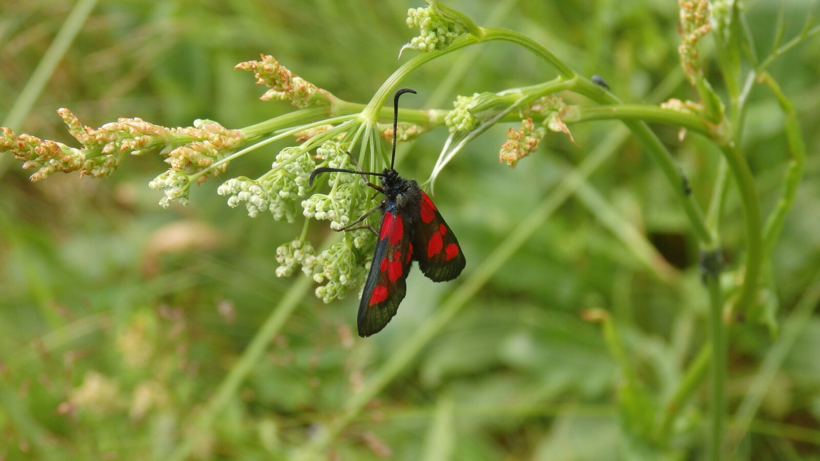 Olympus SZ-16,DZ-105 sample photo. Butterfly, insect, nature photography
