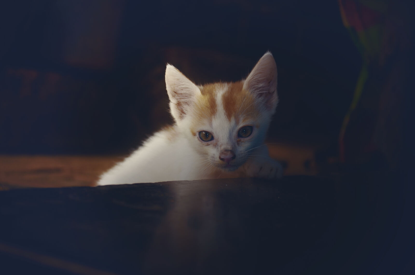 Nikon D5100 sample photo. Cat, dark, dramaticcat, sadcat photography