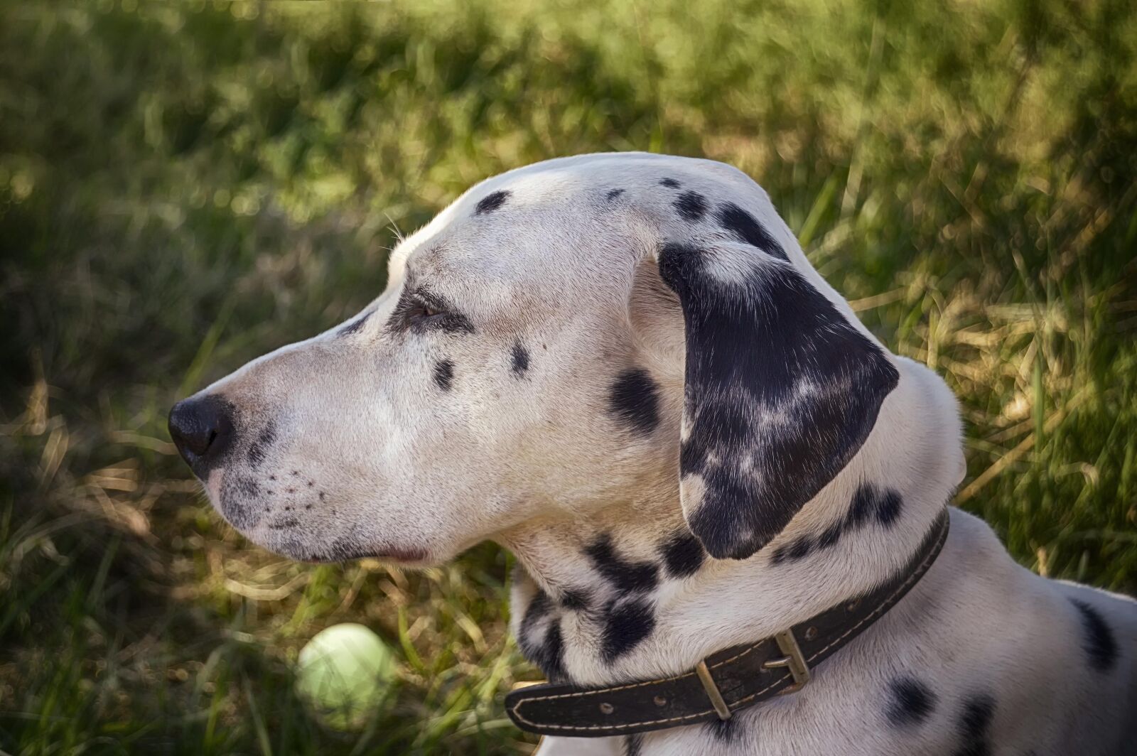 Nikon D3200 sample photo. Dalmatian, dog, cute photography