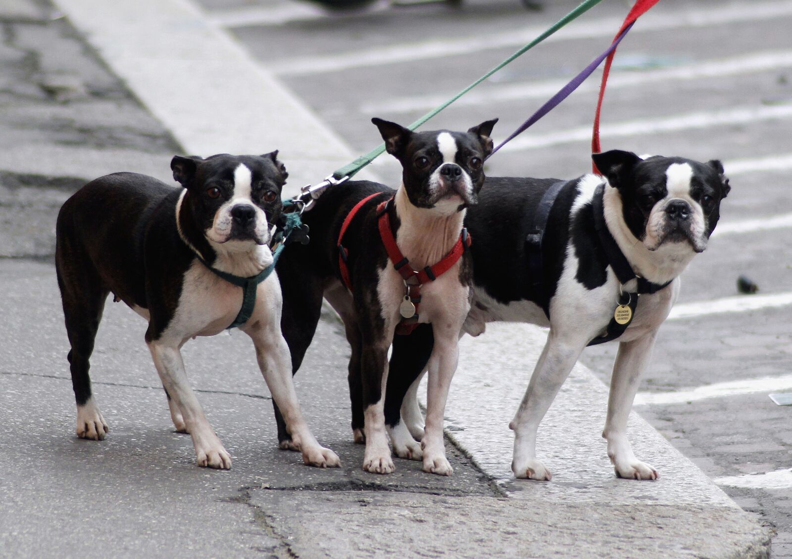 Canon EOS 600D (Rebel EOS T3i / EOS Kiss X5) sample photo. Dog, street, spacer photography