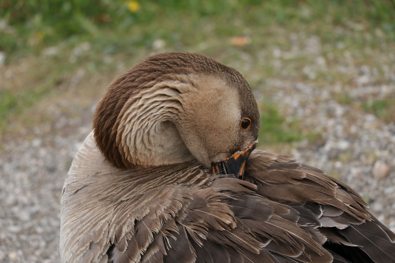 Canon EF-S 18-135mm F3.5-5.6 IS USM sample photo. Goose, bird, waterfowl photography