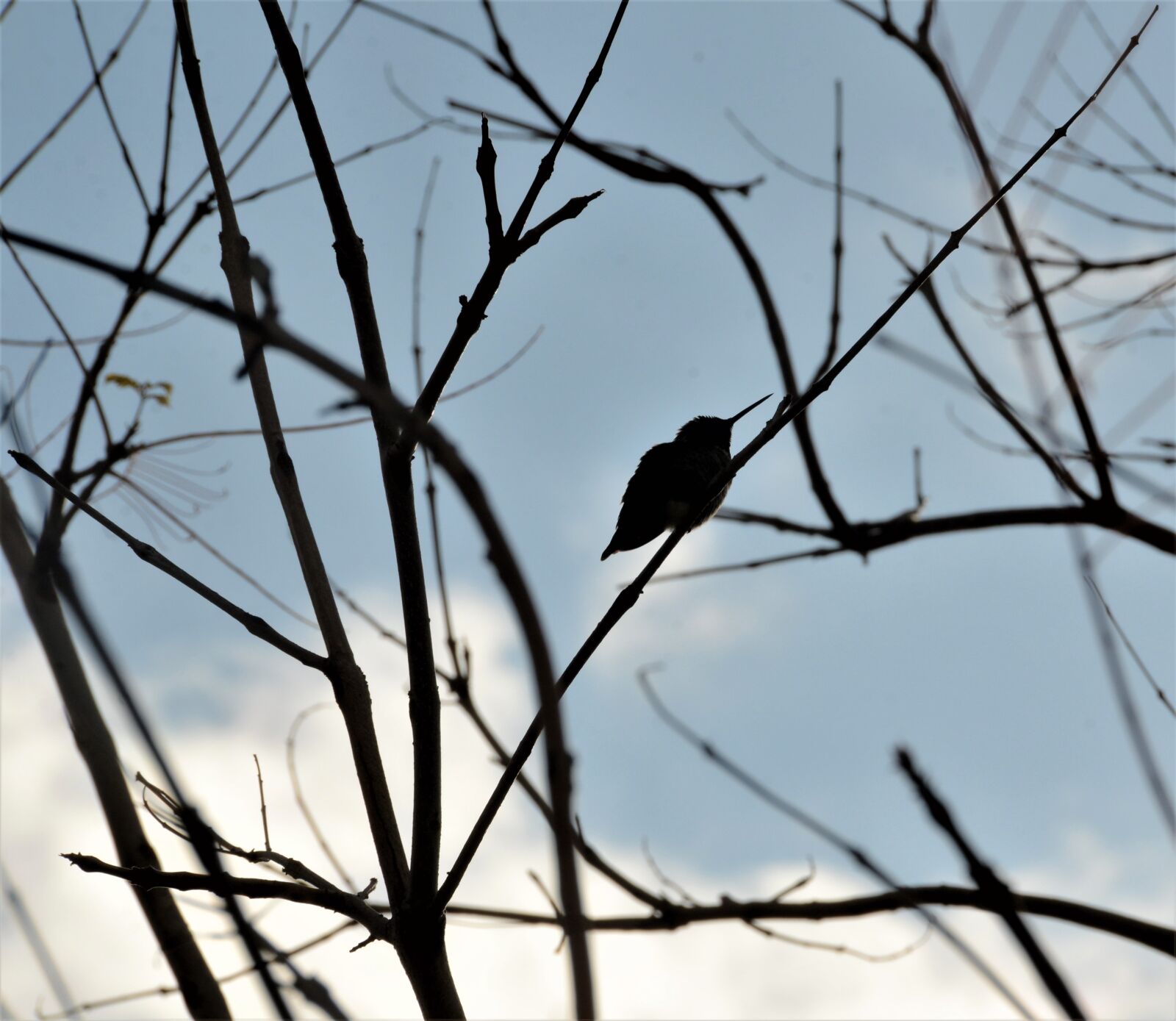 Nikon D7000 sample photo. Hummingbird, branch, tree photography