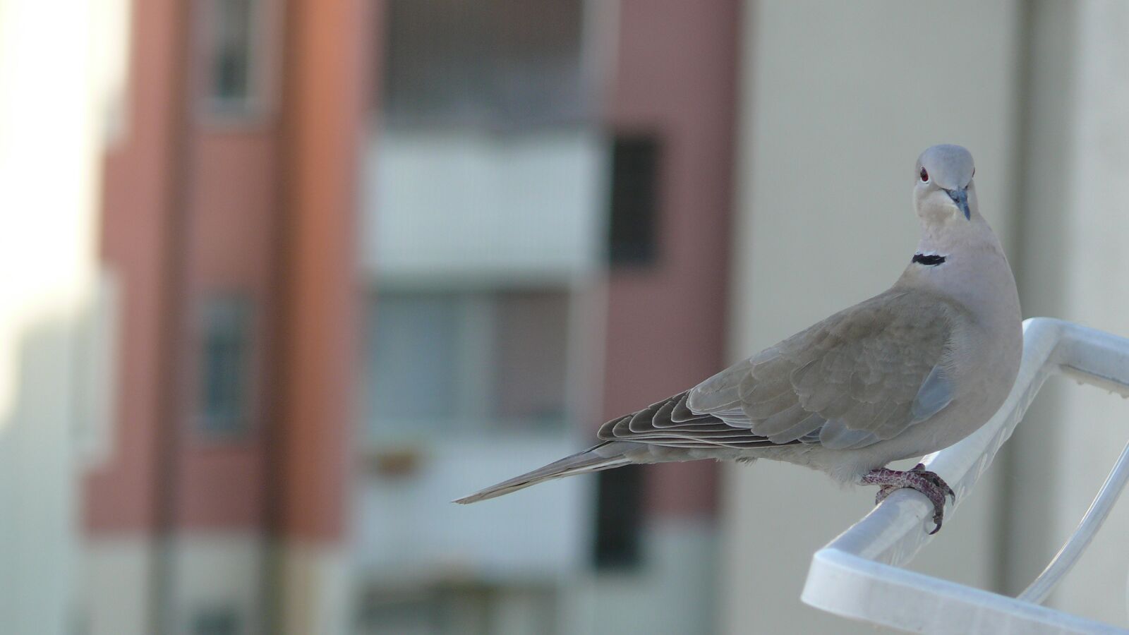 Panasonic DMC-FZ50 sample photo. Bird, dove, nature photography