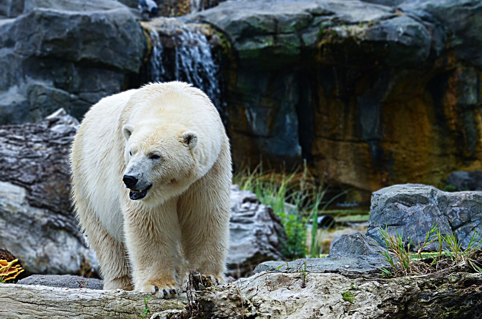 Nikon D5100 sample photo. Nature, animal world, mammal photography
