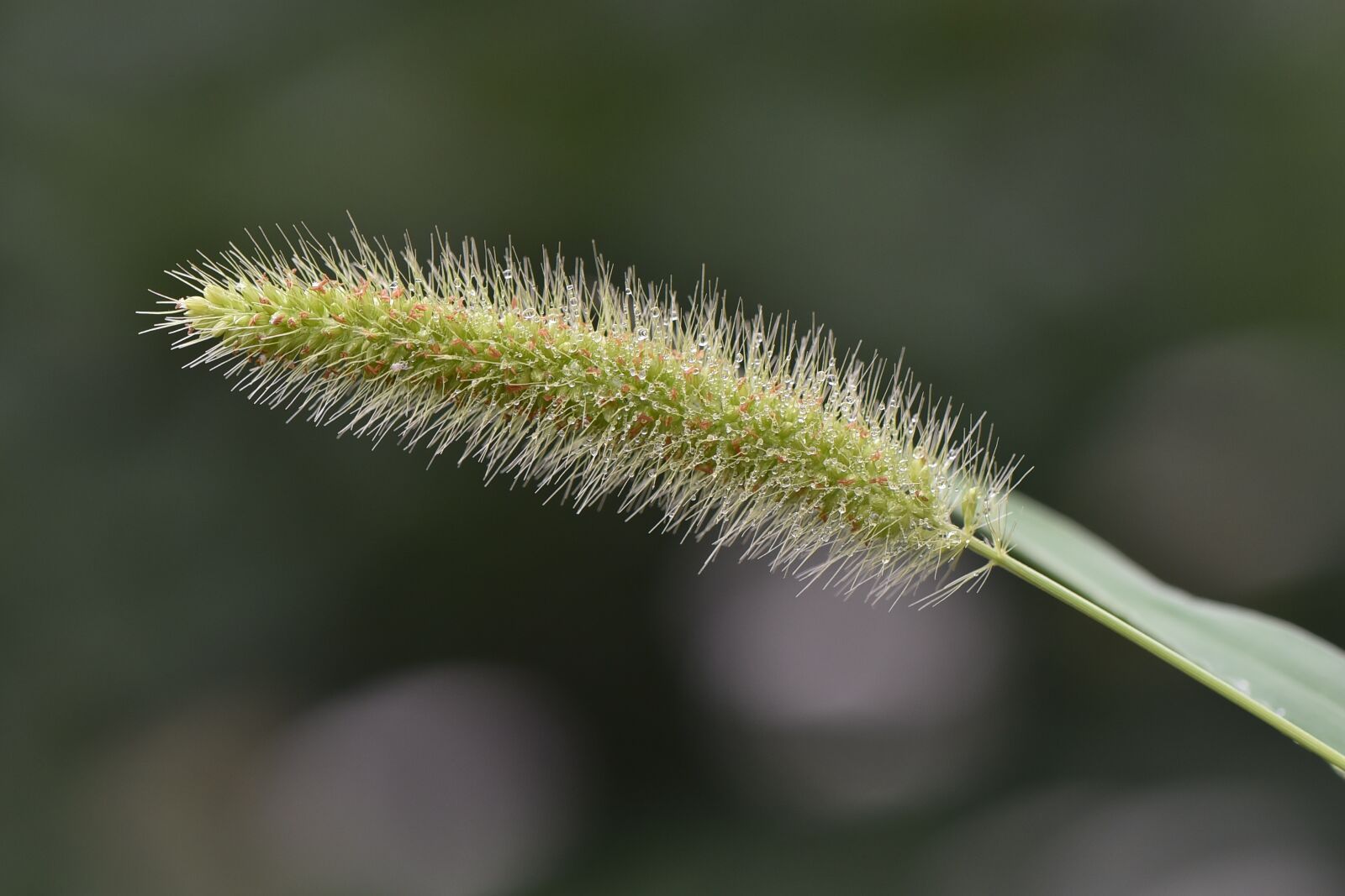Nikon D750 sample photo. Doğa, nature, macro photography