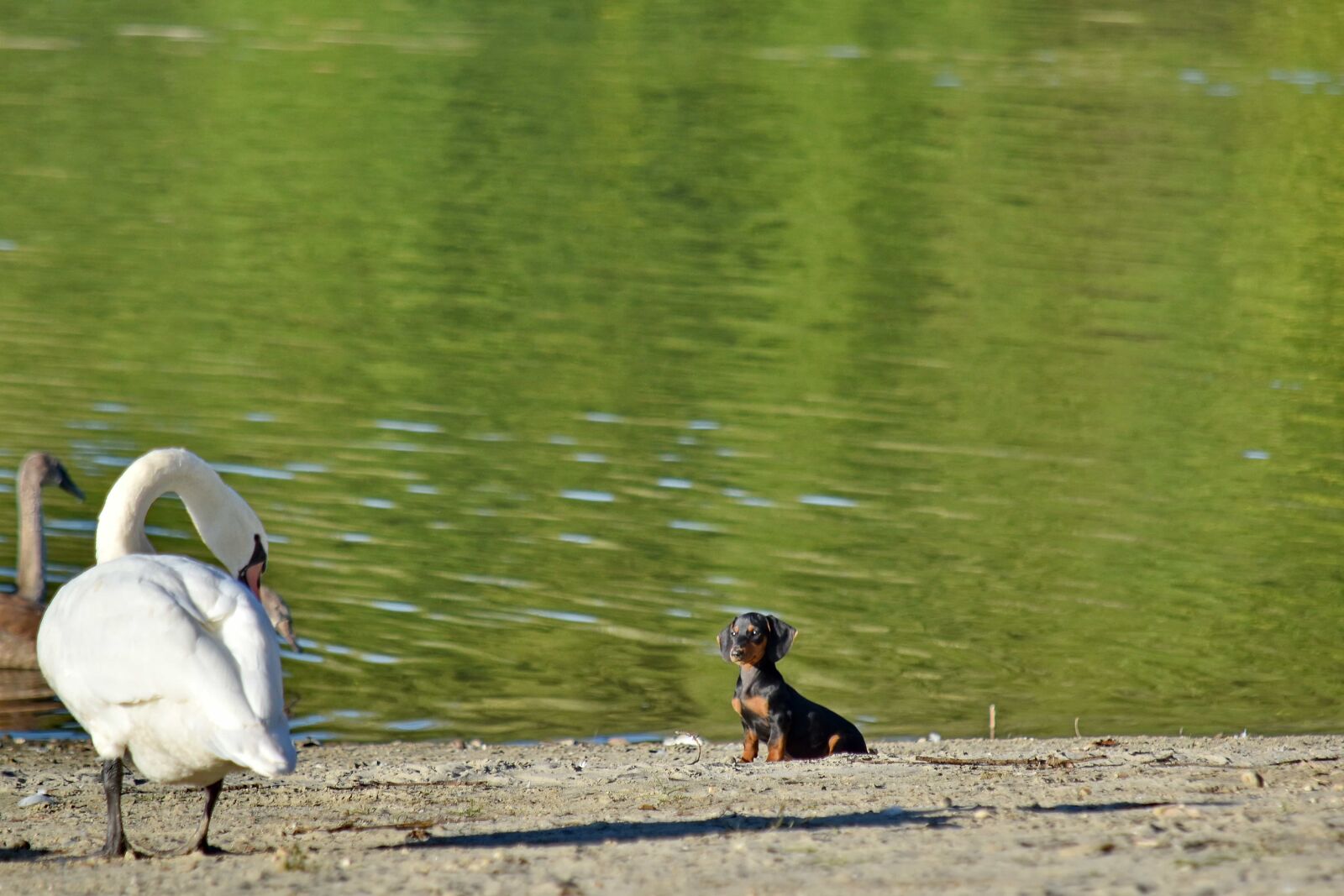 Nikon D5500 sample photo. Adorable, looking, puppy, swan photography