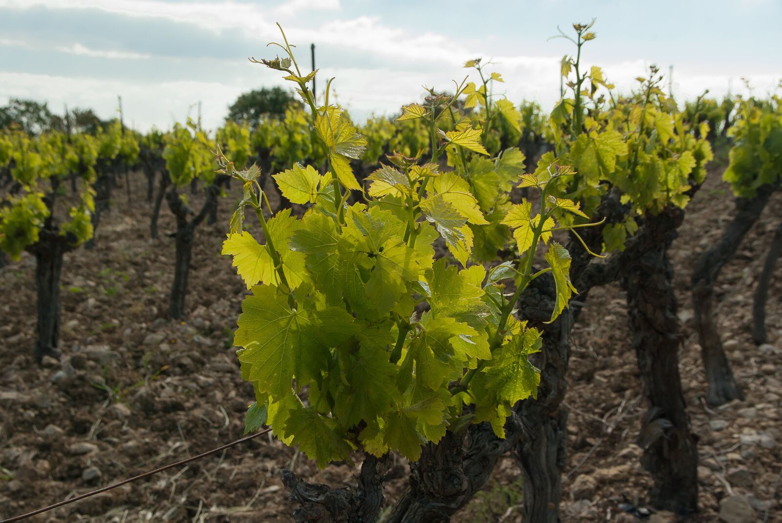 Pentax K10D sample photo. Vineyard, vine, ceps photography