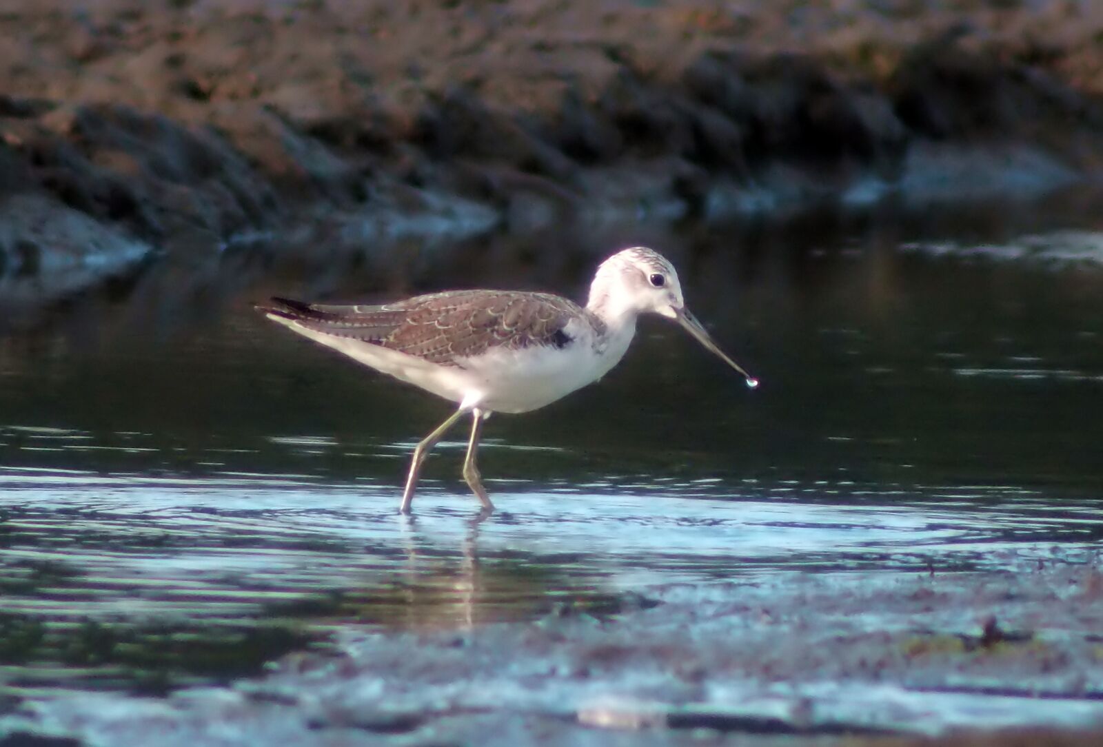 Tokina SD 400mm f/5.6 sample photo. Green shank, wild, bird photography