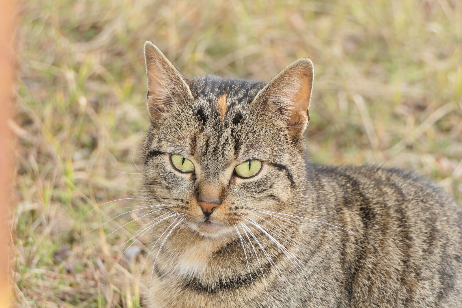 Panasonic Lumix DMC-FZ2500 (Lumix DMC-FZ2000) sample photo. Cat, pet, young photography