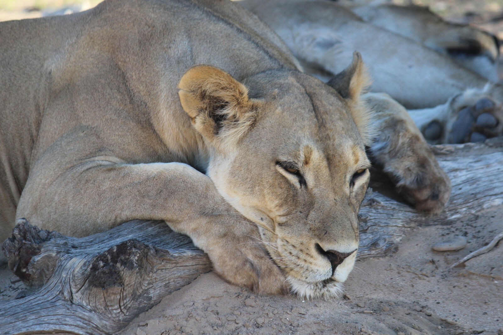 Canon EOS 600D (Rebel EOS T3i / EOS Kiss X5) sample photo. Lion, sleeping, lion, south photography