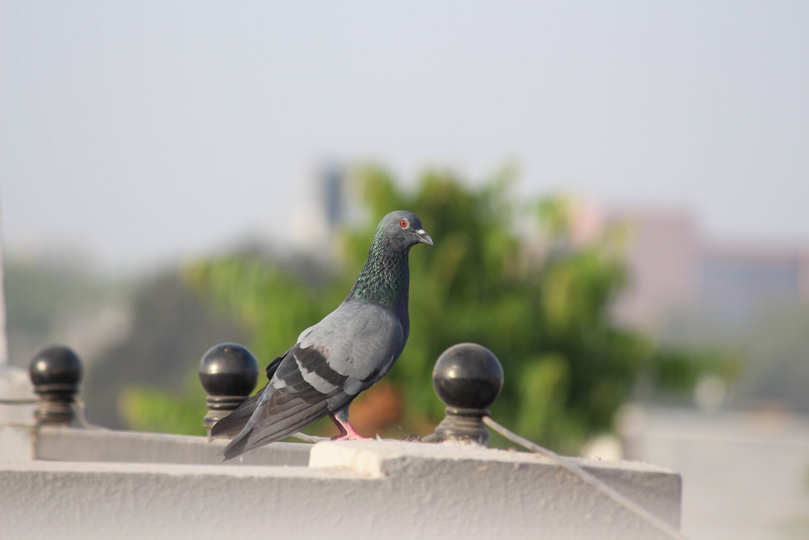 Canon EOS 700D (EOS Rebel T5i / EOS Kiss X7i) sample photo. Bird, nature, animal photography