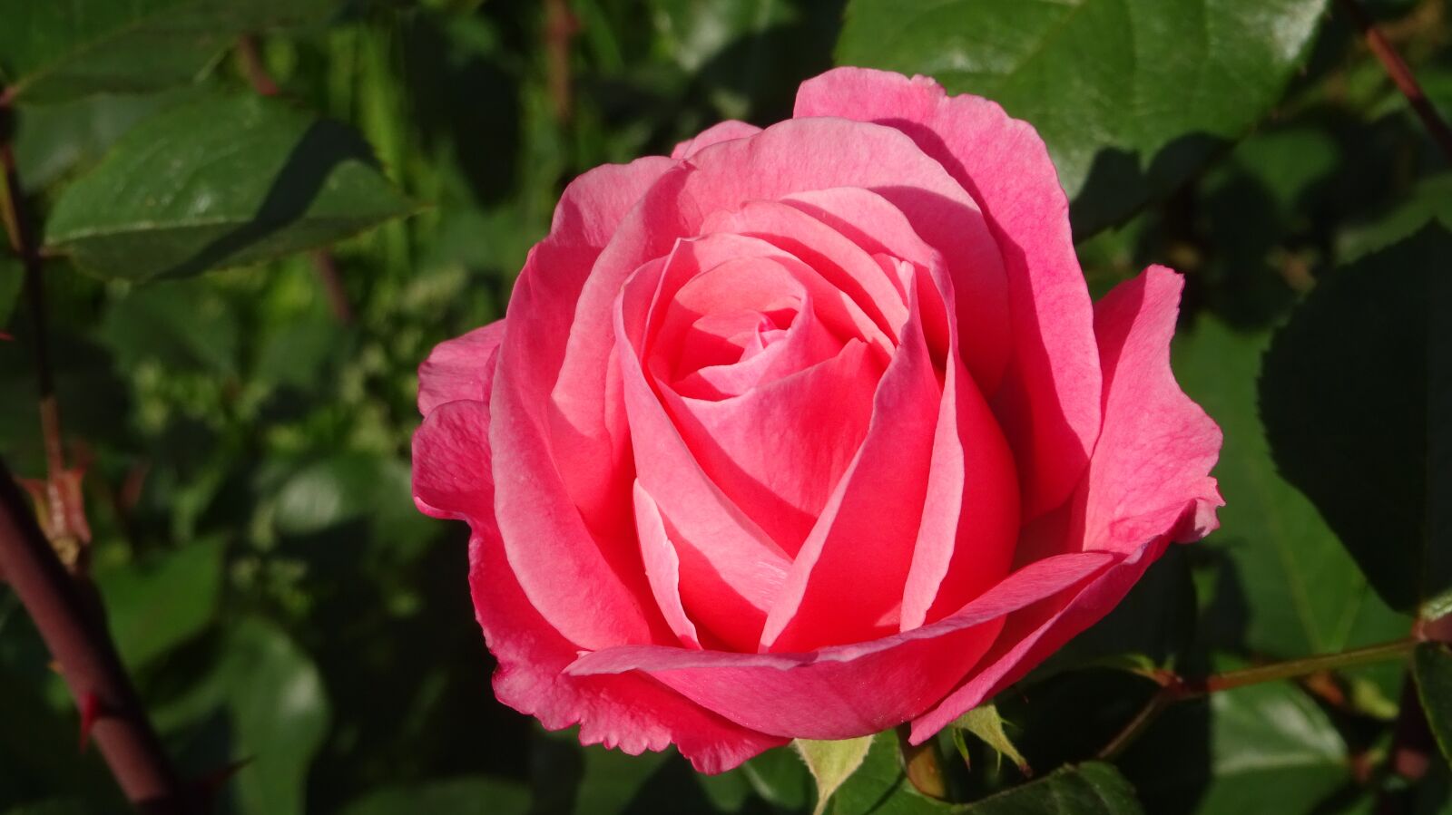 Sony Cyber-shot DSC-WX350 sample photo. Roses, flowers, red rose photography