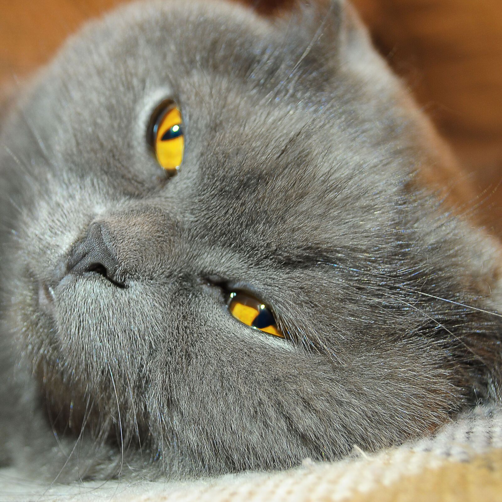 Nikon D3000 sample photo. Cat, view, cats photography
