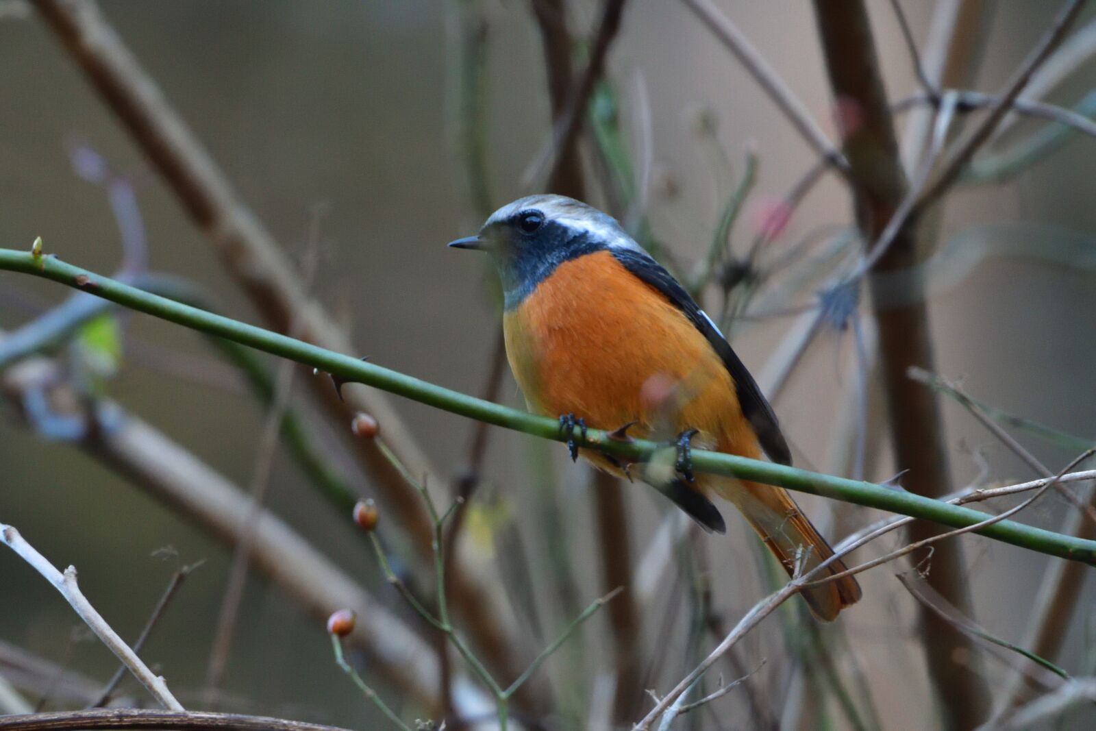 Nikon D500 sample photo. Bird, wild animals, natural photography