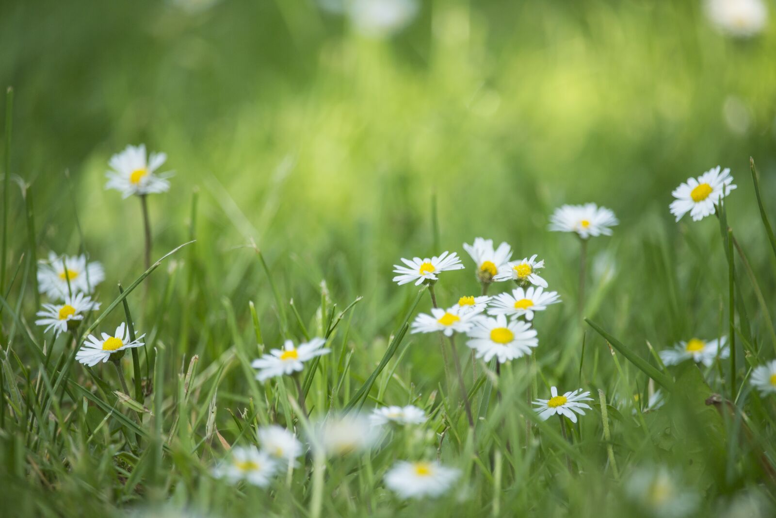 Canon EF-S 55-250mm F4-5.6 IS STM sample photo. Daisies, field, meadow photography