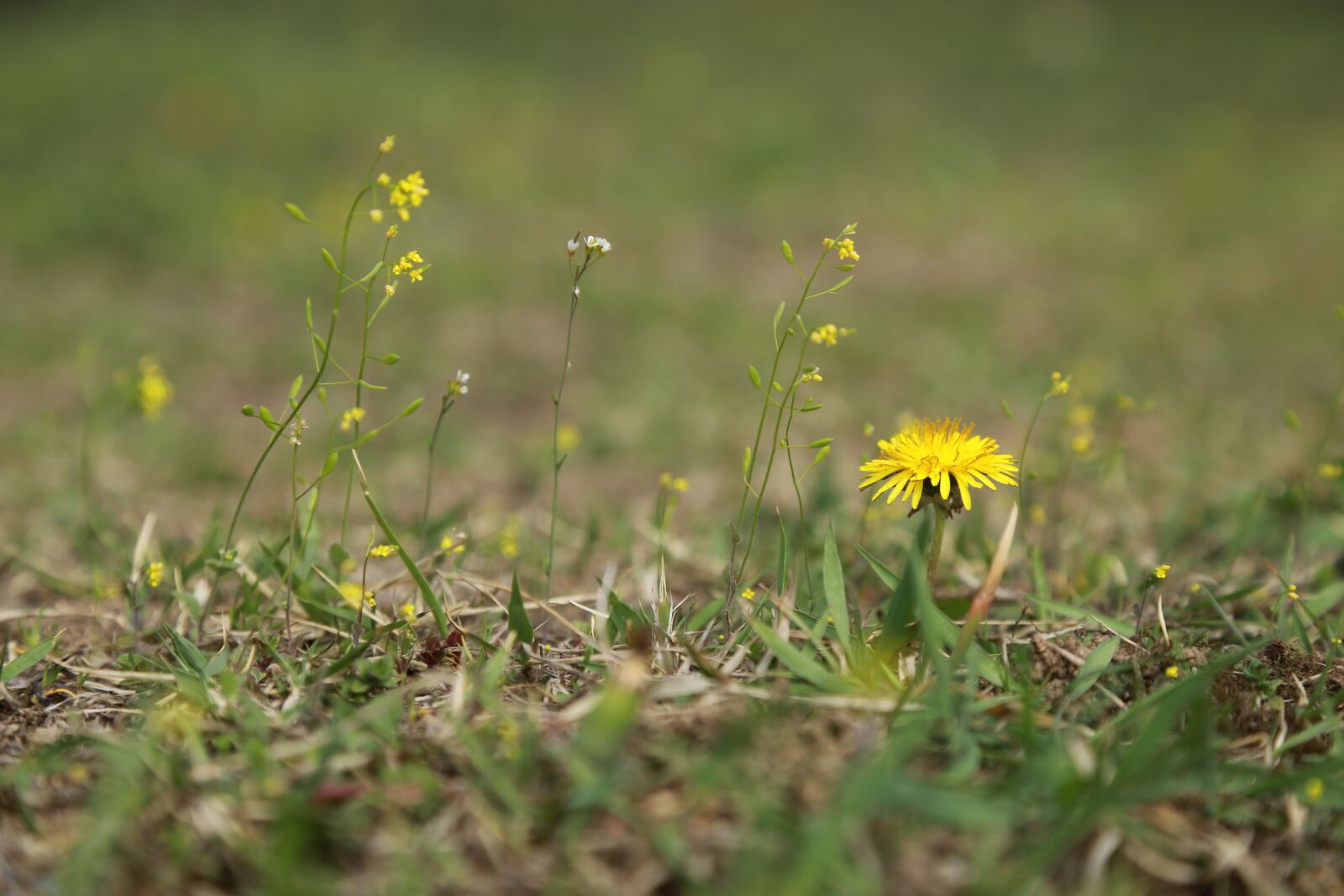 Canon EOS 6D + Canon EF 24-105mm F4L IS USM sample photo. Nature, grass, hayfields photography