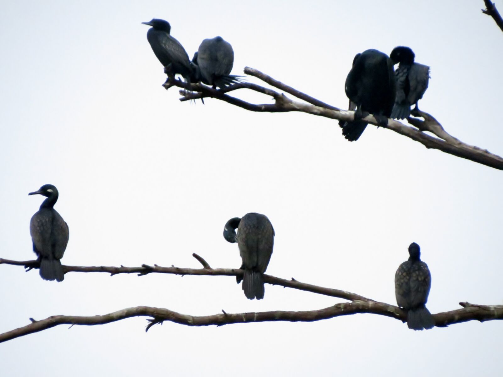Canon PowerShot SX40 HS sample photo. Birds, siva301in photography
