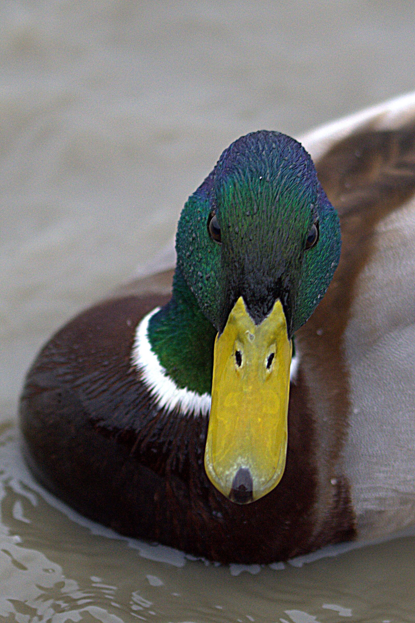 Nikon D5200 sample photo. Duck, ducks, bird photography