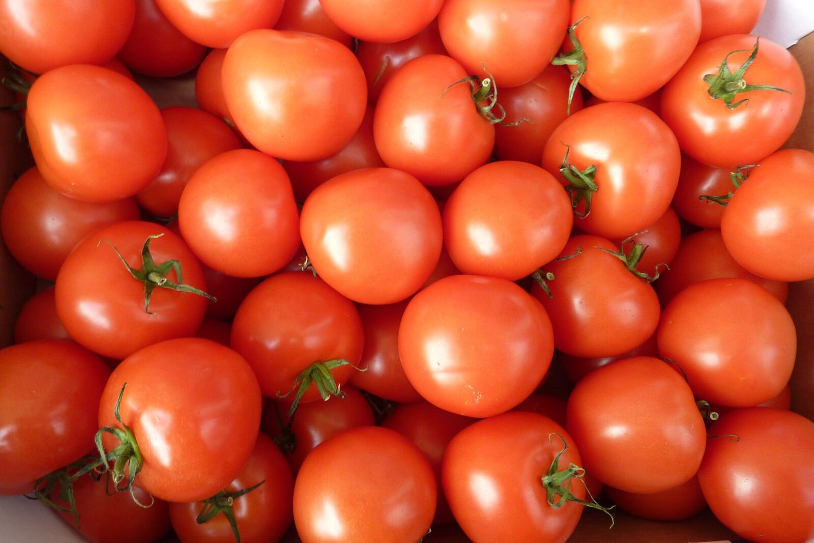 Panasonic DMC-TZ7 sample photo. Tomatoes, red, vegetables photography