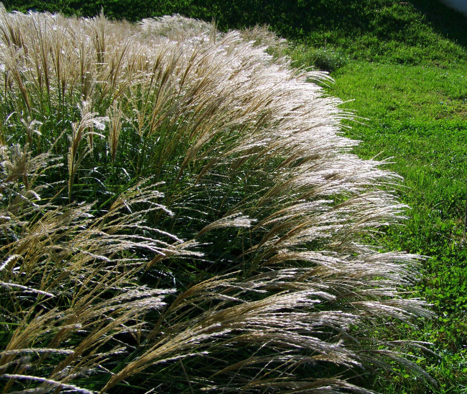 Kodak EASYSHARE ZD710 ZOOM DIGITAL CAMERA sample photo. Flowering ornamental grass, silvery photography